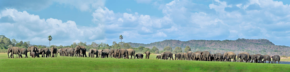 Minneriya Elephant Gathering