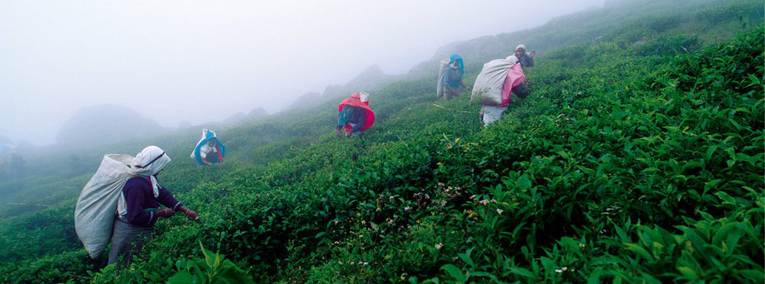 Glenugie Tea Estate