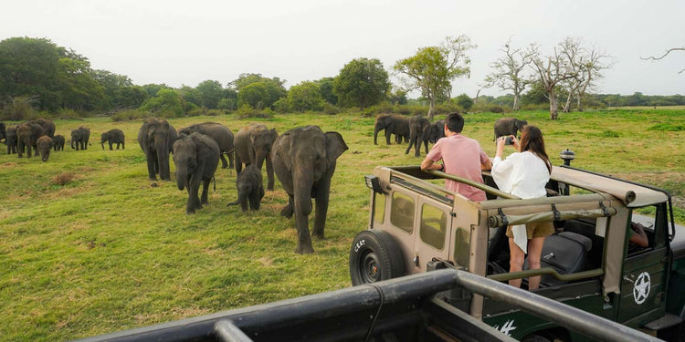 Safari from Pinnawala