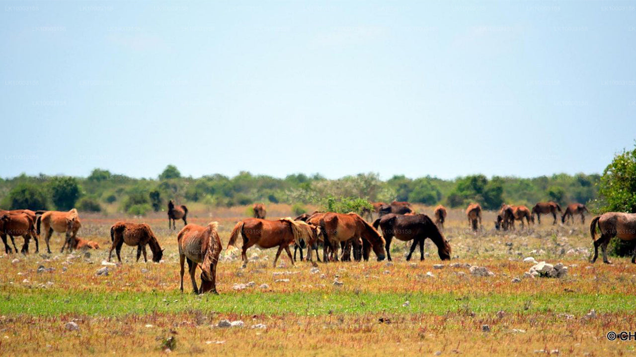 Delft and Jaffna Tour