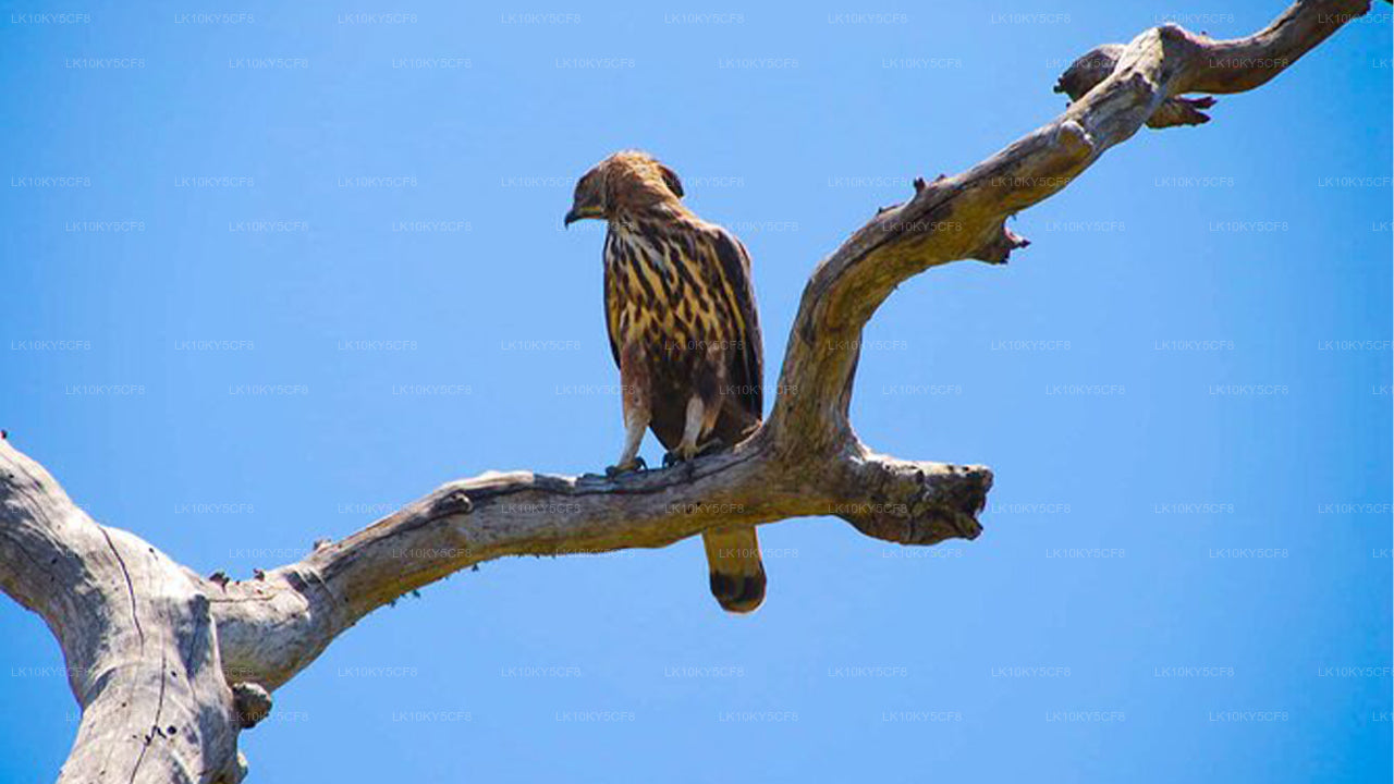 Wildlife Tour Covering Birds, Mammals and Whales (21 Days)