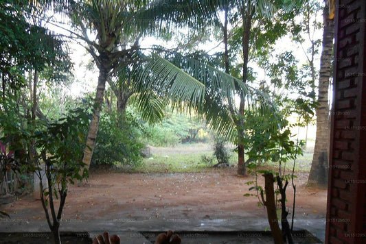 Ośrodek wypoczynkowy i spa Grand Regent, Sigiriya