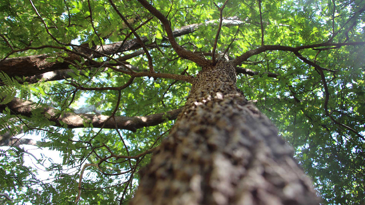 Arboretum Pophama, Dambulla