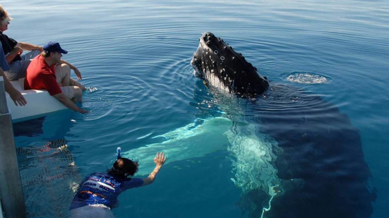 Whale Watching from Dikwella