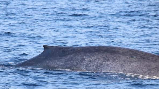 Whale Watching Yacht Tour from Mirissa