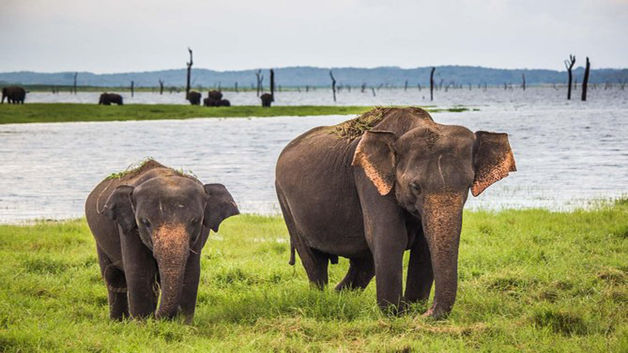 Safari w Parku Narodowym Udawalawe z wizytą domową słoni