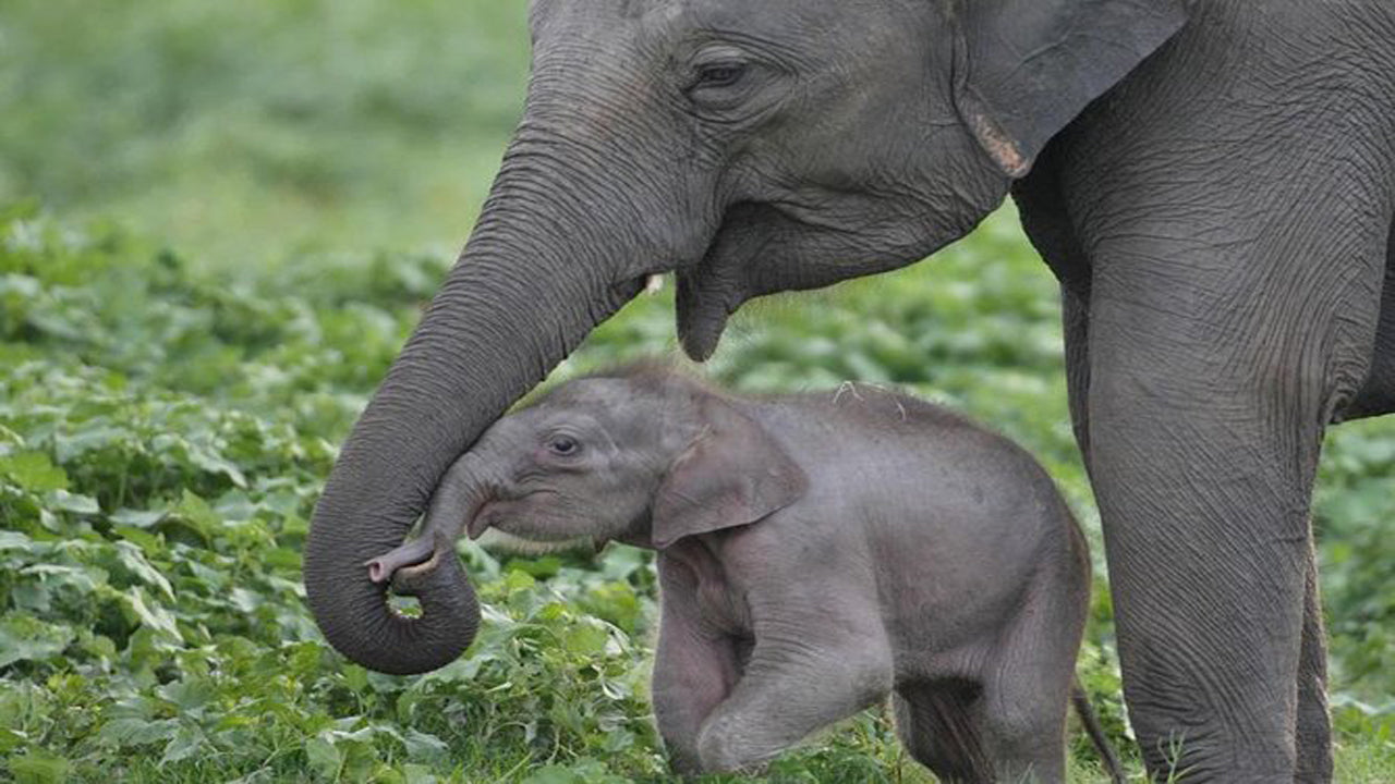 Safari w Parku Narodowym Udawalawe z wizytą domową słoni