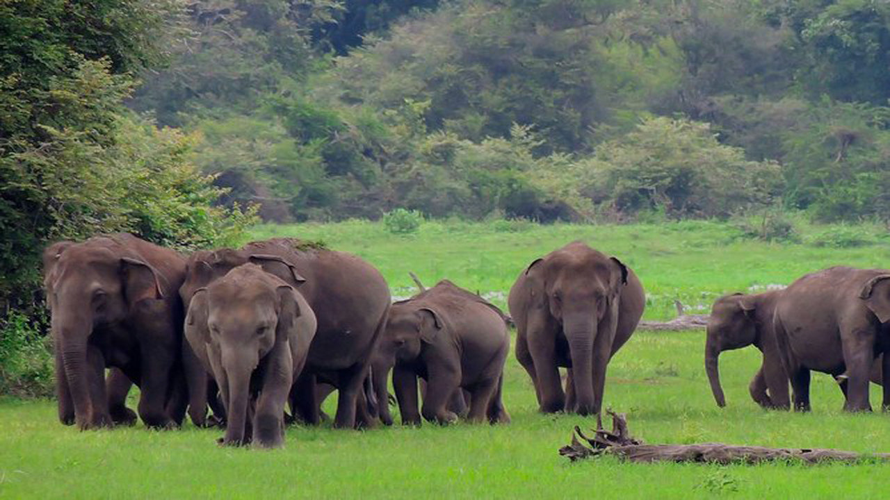 Safari w Parku Narodowym Udawalawe z wizytą domową słoni