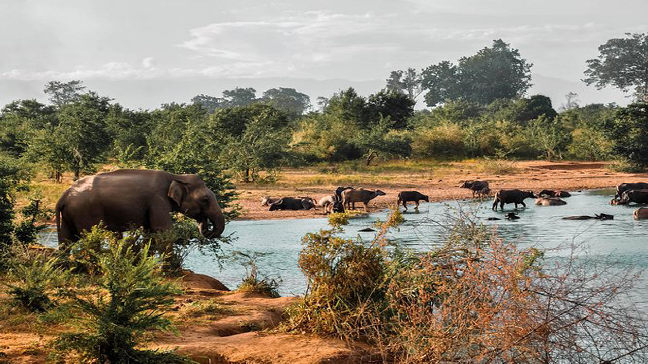 Safari w Parku Narodowym Udawalawe z wizytą domową słoni