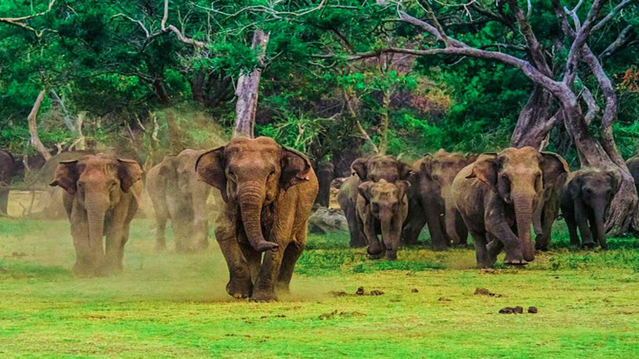 Safari w Parku Narodowym Udawalawe z wizytą domową słoni