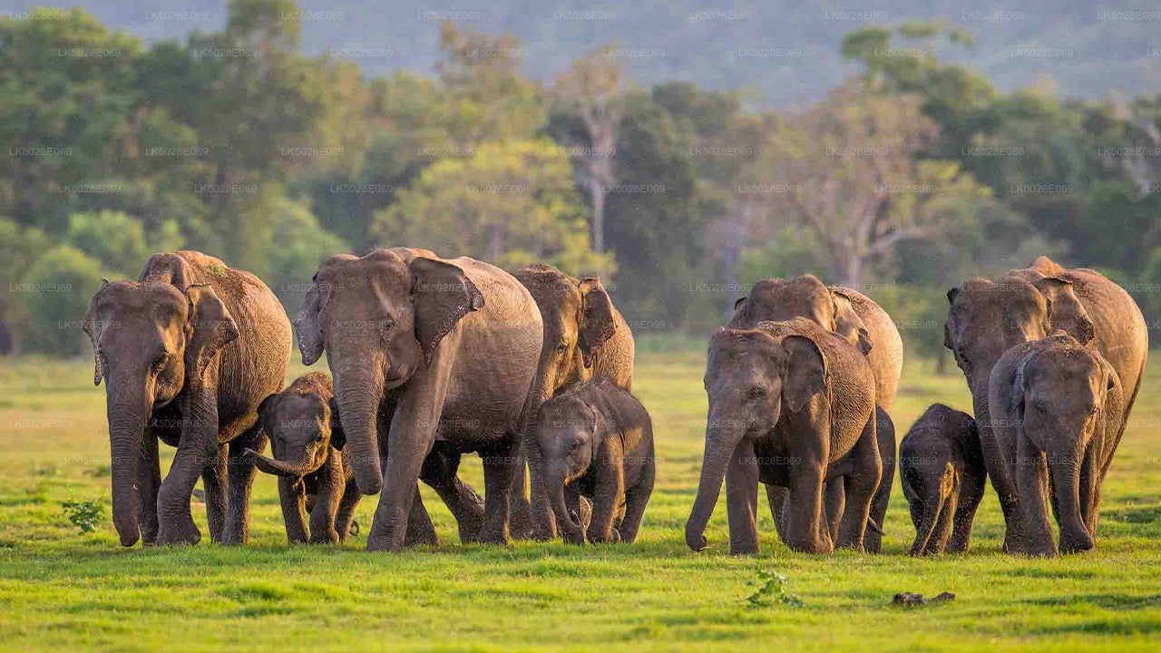 Wielki Słoń zbierający prywatne safari z Minneriya