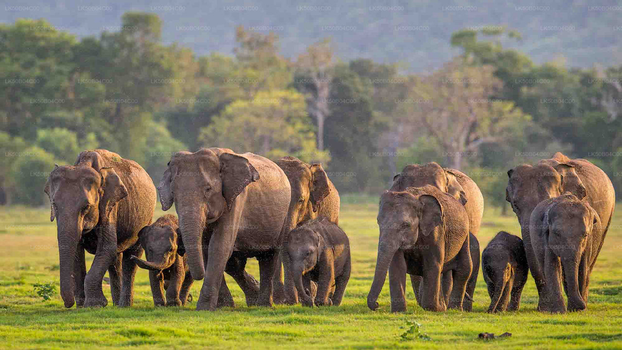 Prywatne safari w Parku Narodowym Minneriya z Habarany