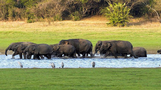 Prywatne safari w Parku Narodowym Kaudulla z Habarany, w tym Jeep z biletami (3 godziny)