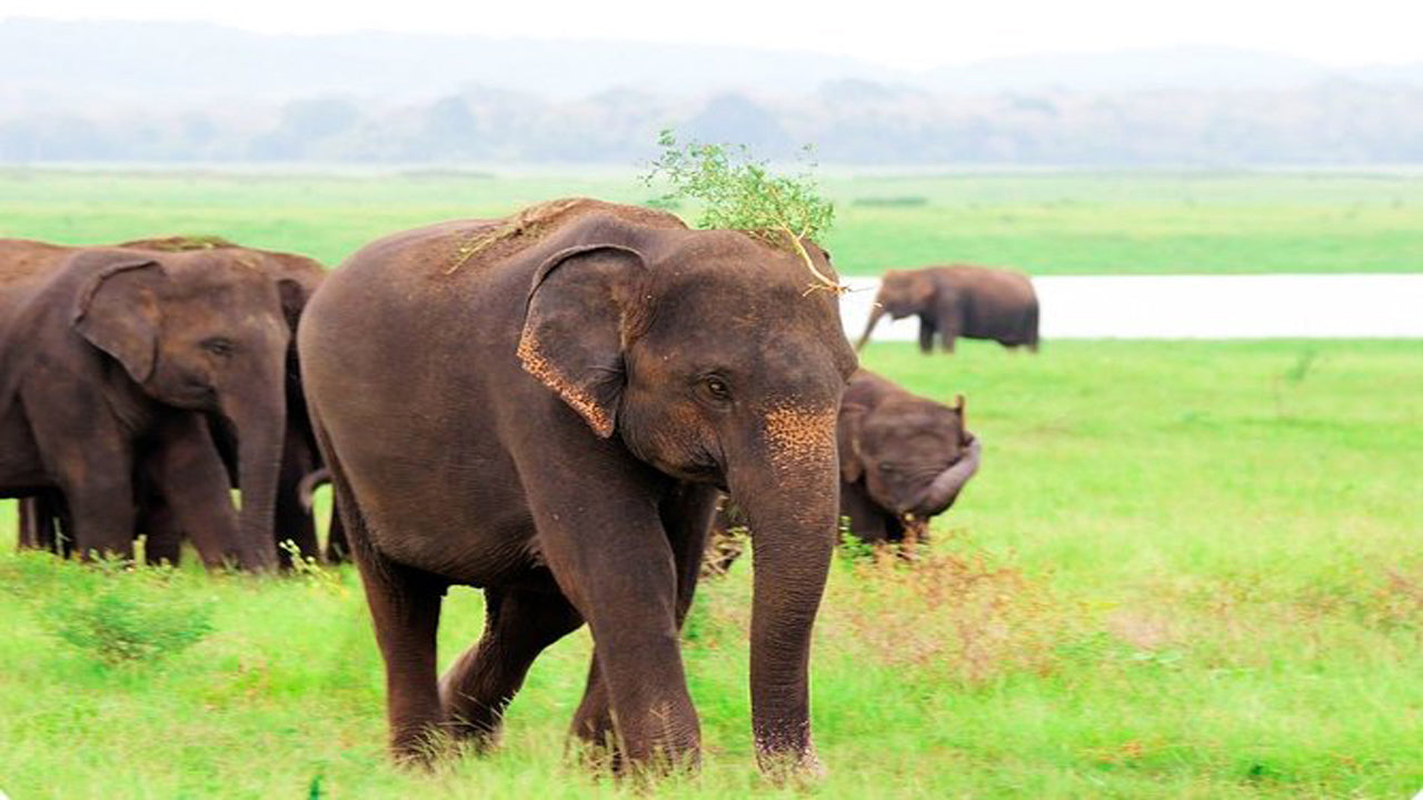 Prywatne safari w Parku Narodowym Kaudulla z Habarany, w tym Jeep z biletami (3 godziny)