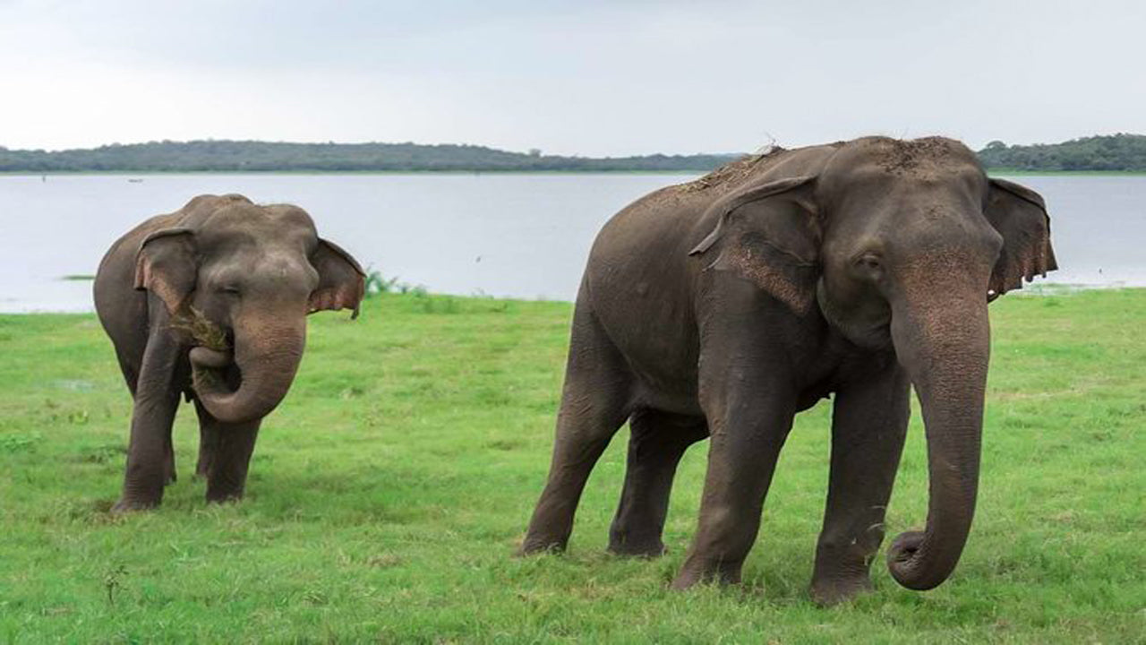 Prywatne safari w Parku Narodowym Kaudulla z Habarany, w tym Jeep z biletami (3 godziny)