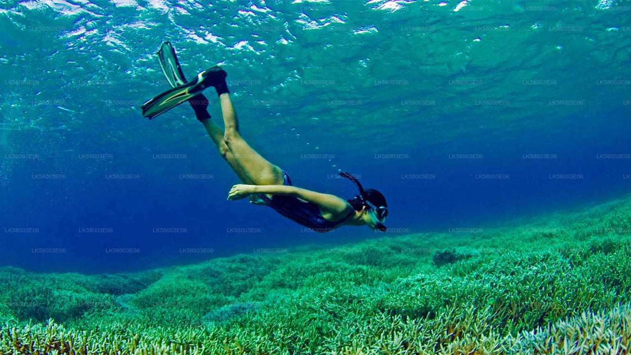 Snorkeling from Unawatuna