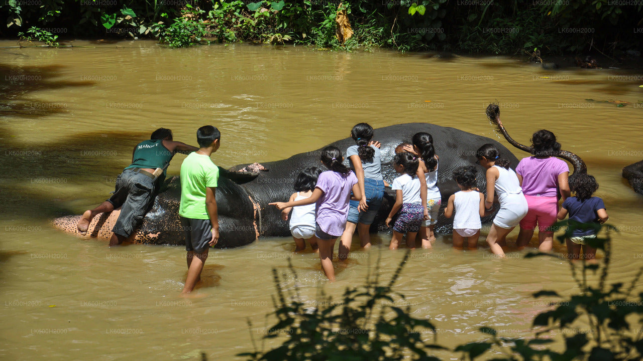 Wizyta Millennium Elephant Foundation z Kitulgali