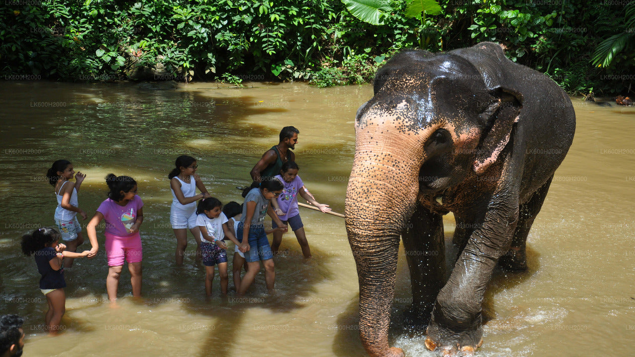 Wizyta Millennium Elephant Foundation z Kitulgali