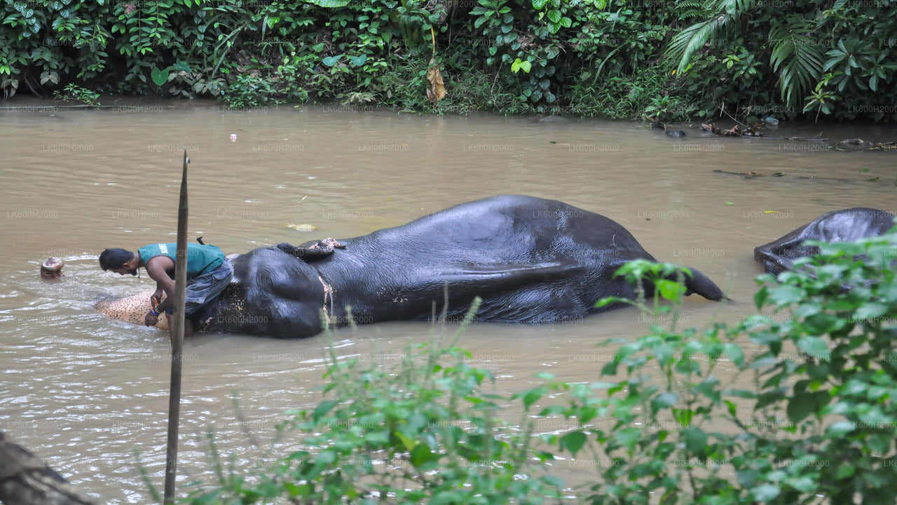 Wizyta Millennium Elephant Foundation z Kitulgali