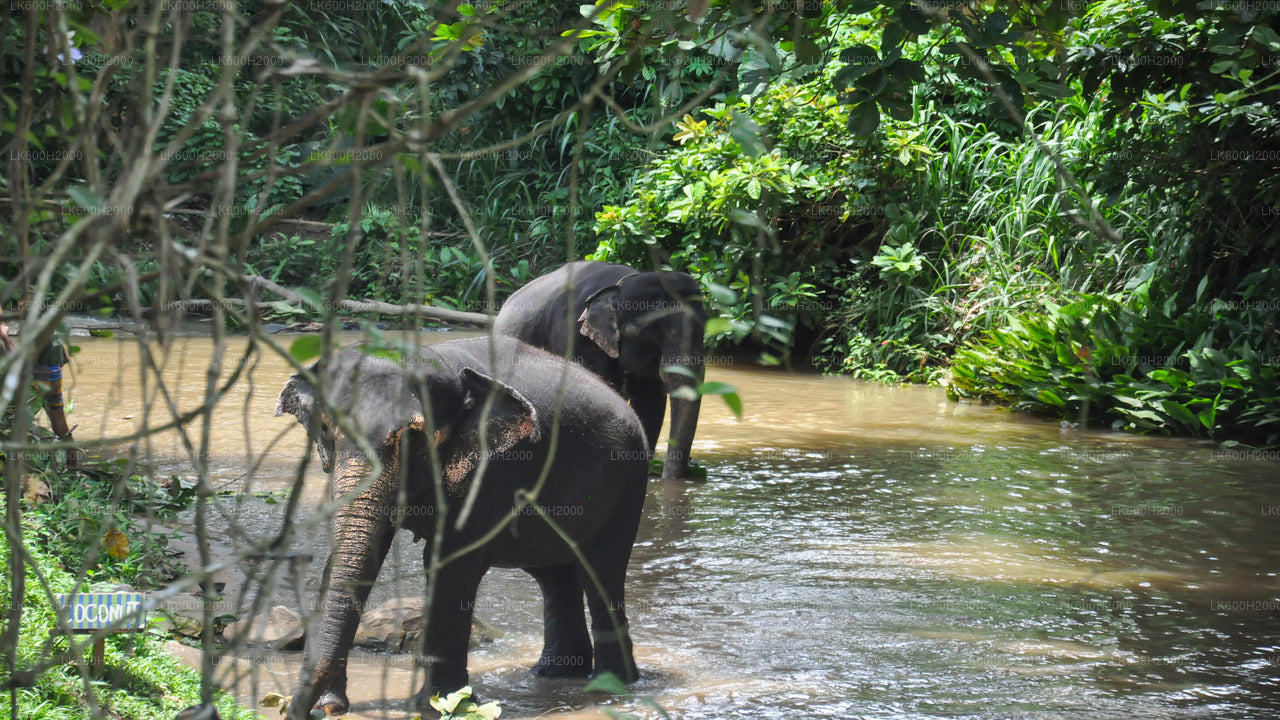 Wizyta Millennium Elephant Foundation z Kitulgali