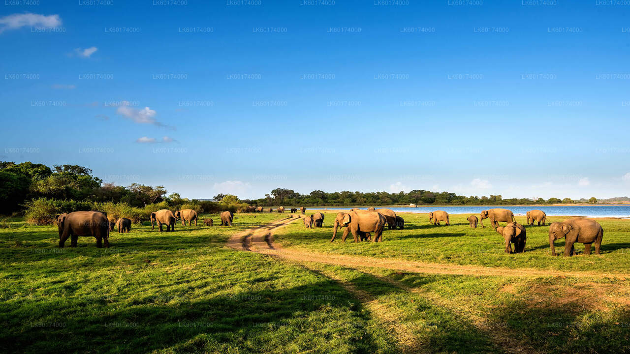 Safari w Parku Narodowym Minneriya z Kitulgala
