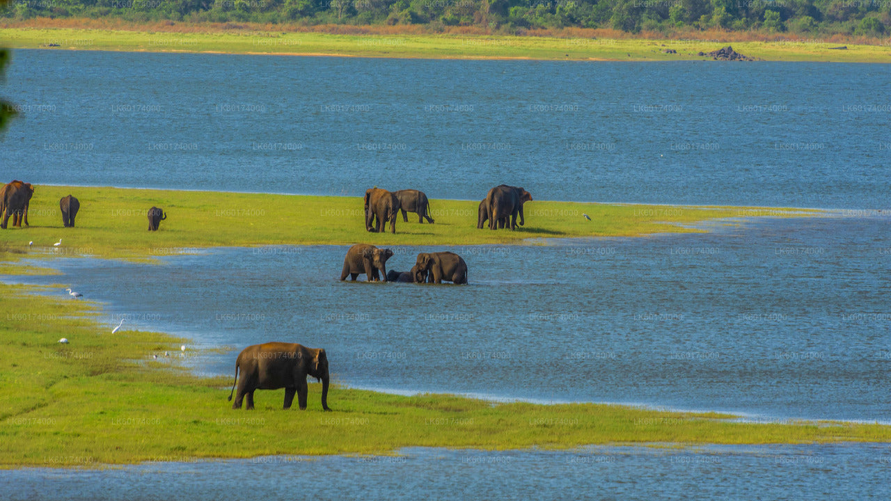 Safari w Parku Narodowym Minneriya z Kitulgala