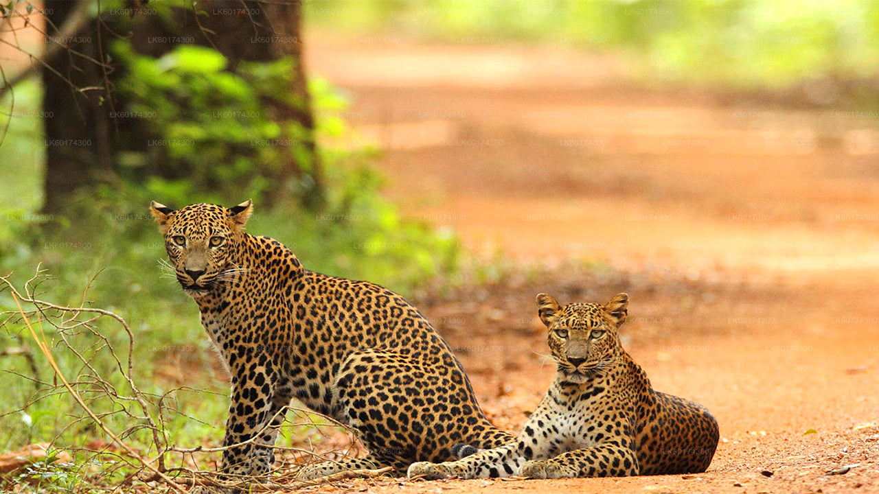 Park Narodowy Wasgamuwa Safari z Kandy