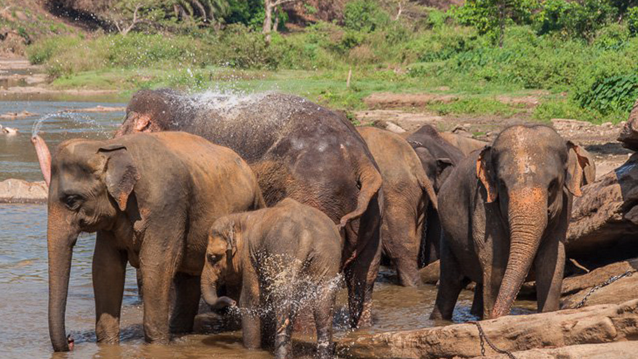 Sigiriya Rock i Wild Elephant Safari z Sigiriya