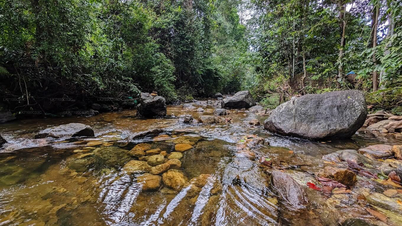 Sinharaja Forest Reserve Entrance Tickets