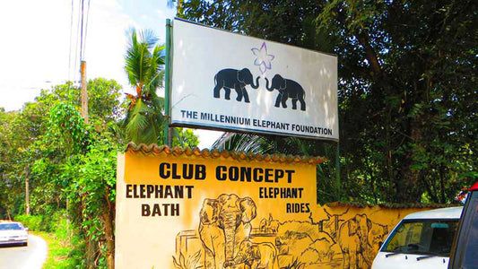 Bilety wstępu do Millennium Elephant Foundation