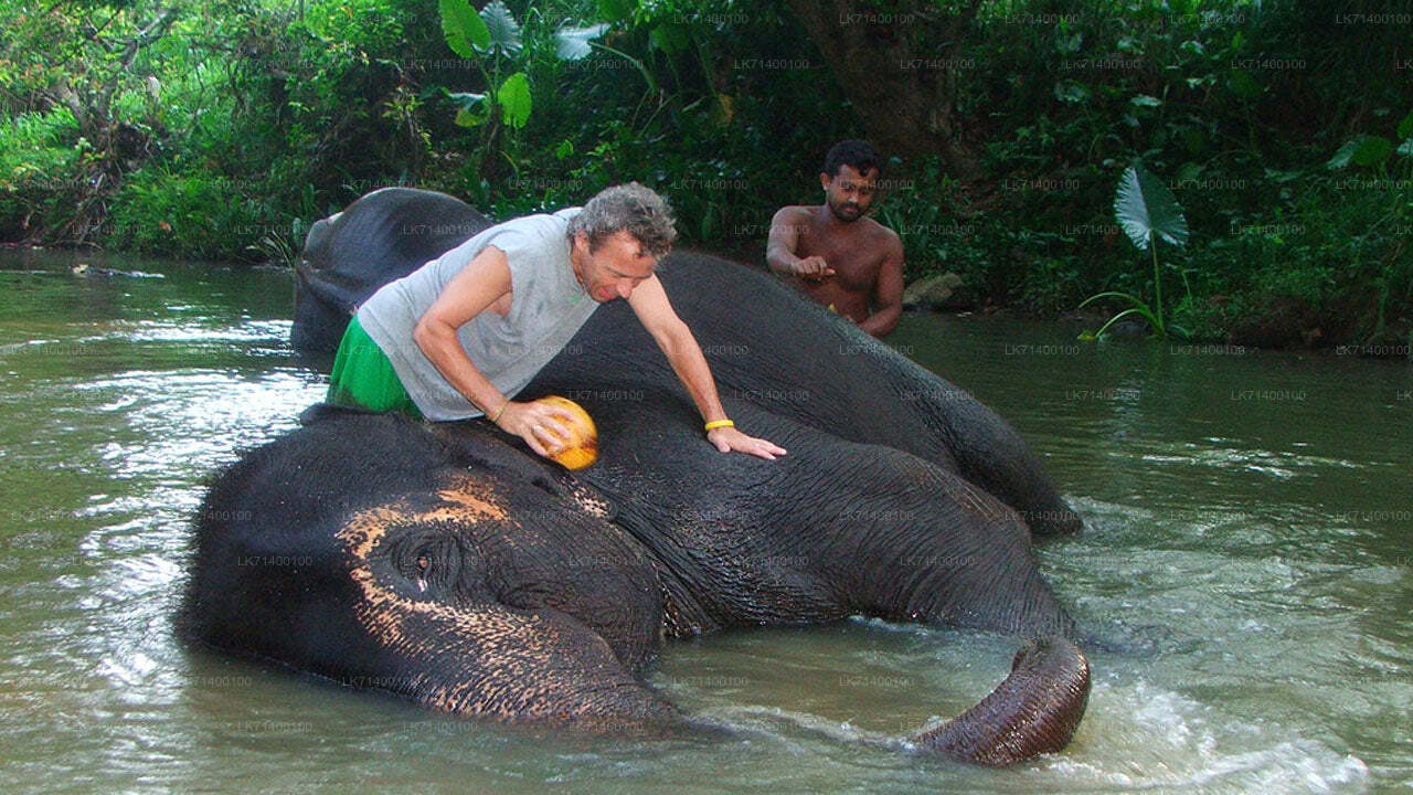 Bilety wstępu do Millennium Elephant Foundation