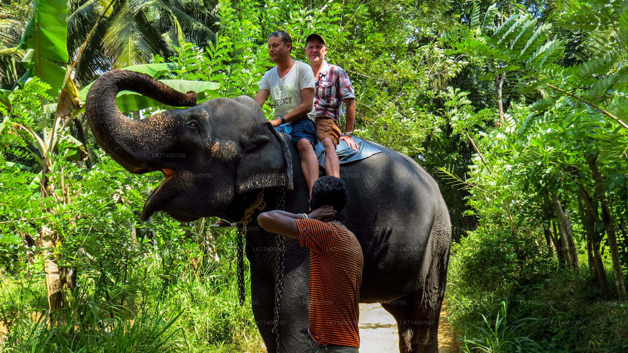 Bilety wstępu do Millennium Elephant Foundation