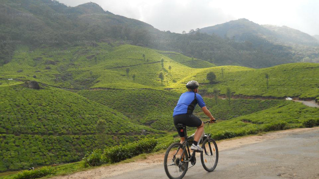 Cycling to Ella Tea Fields