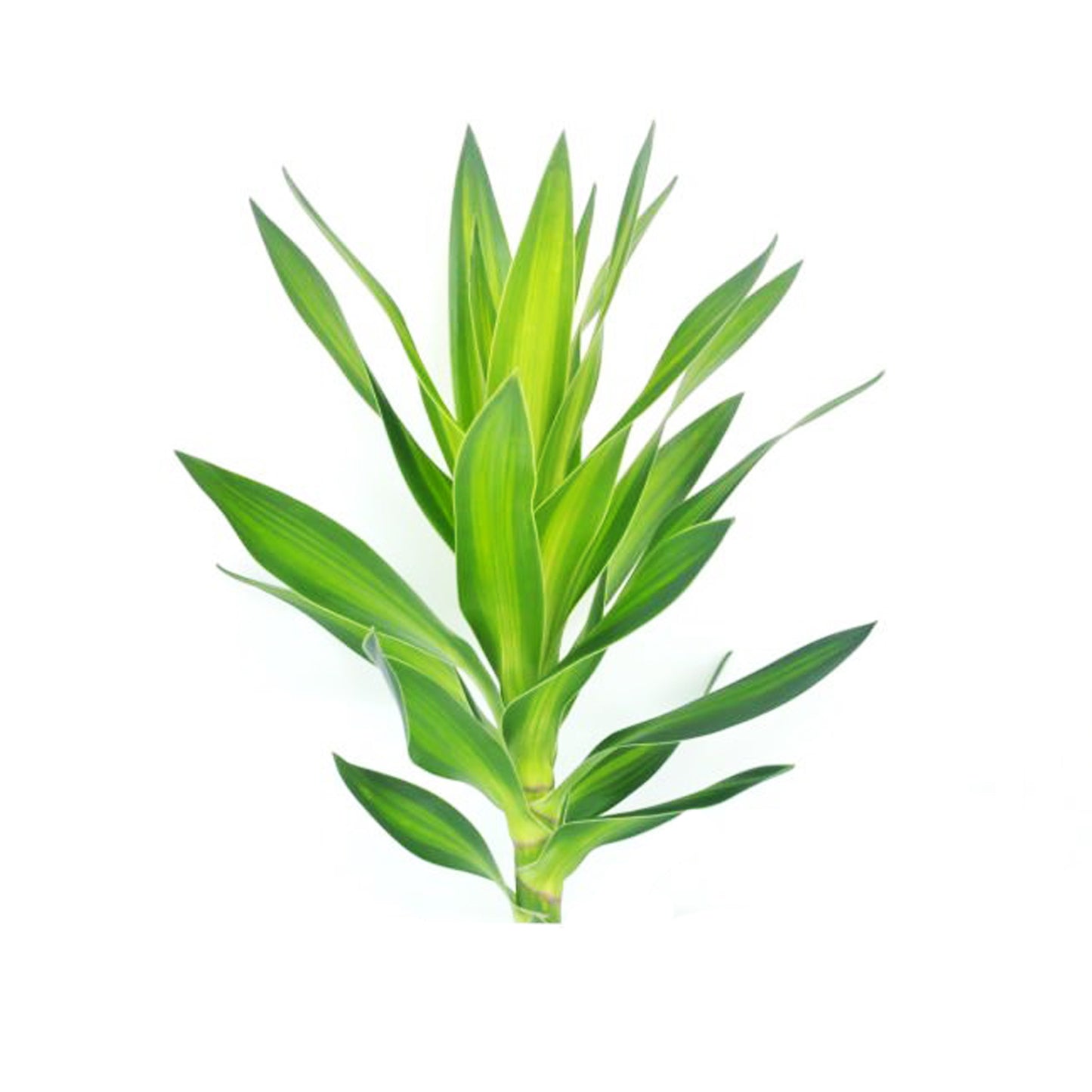 Lakpura Dracaena Reflexa 'Zielony' (50 liści) Średni