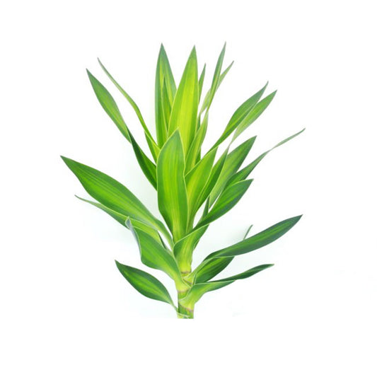 Lakpura Dracaena Reflexa 'Zielony' (50 liści) Średni
