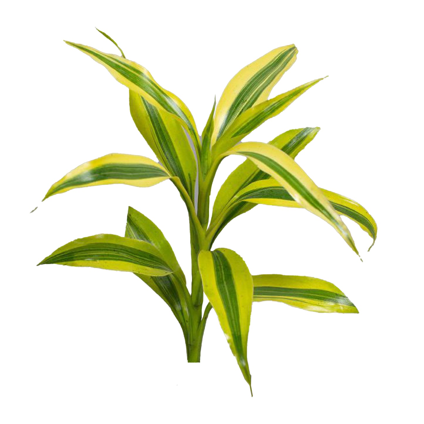 Lakpura Dracaena Sanderiana Gold (50 liści) Średni