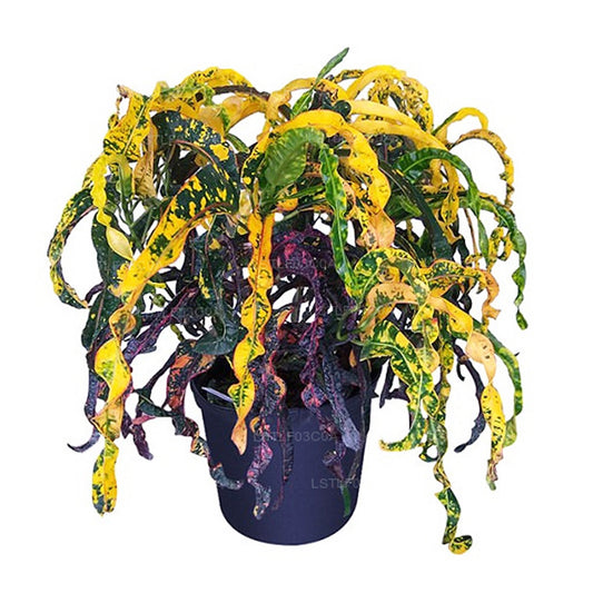 Lakpura Dreadlocks Croton (30 liści)