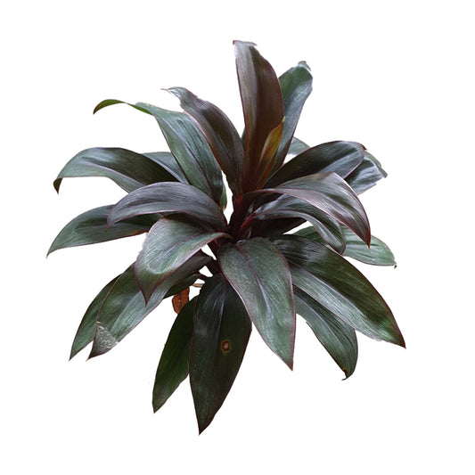 Lakpura Dracaena Purple Compacta (20 liści) Średni