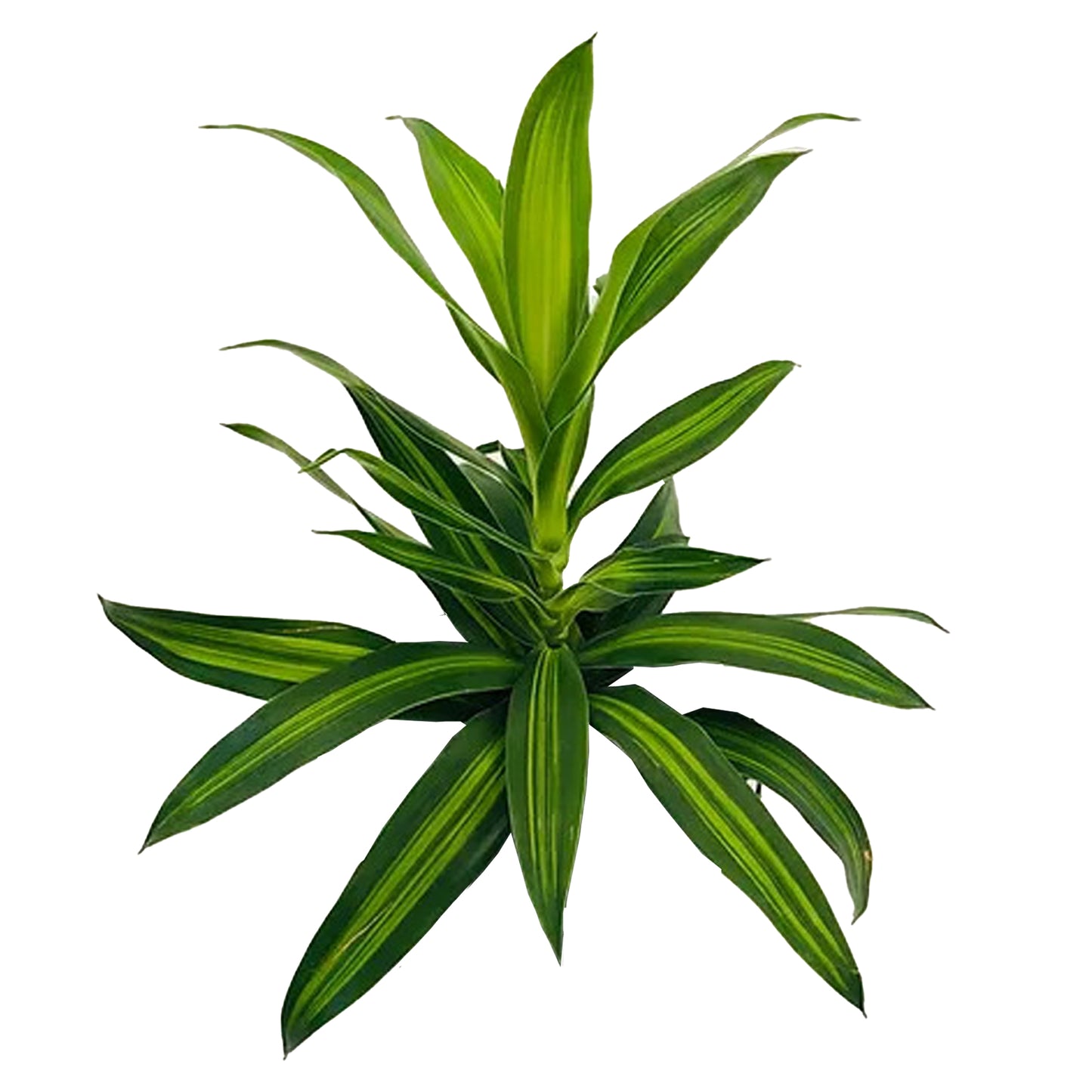Lakpura Dracaena Reflexa „Pieśń Jamajki” (50 liści) Średni