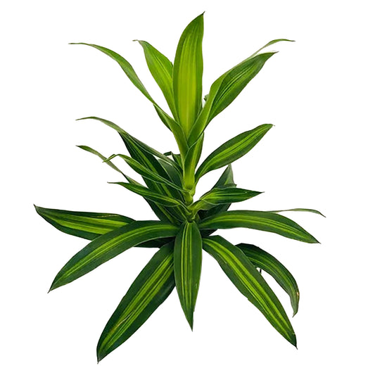 Lakpura Dracaena Reflexa „Pieśń Jamajki” (50 liści) Średni