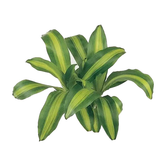 Lakpura Dracaena Massangeana (20 liści) Średni