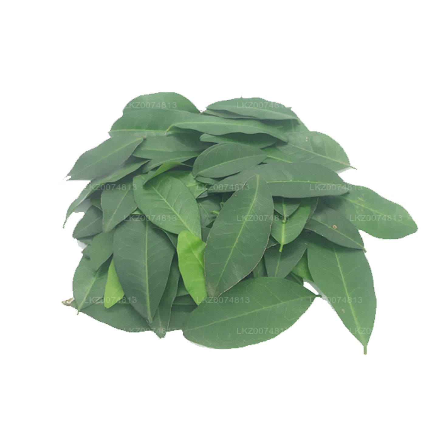 Lakpura Fresh Yaki Naran (Atalantia Ceylanica) 100 liści