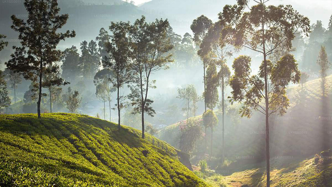 Nuwara Eliya z Kolombo (2 dni)