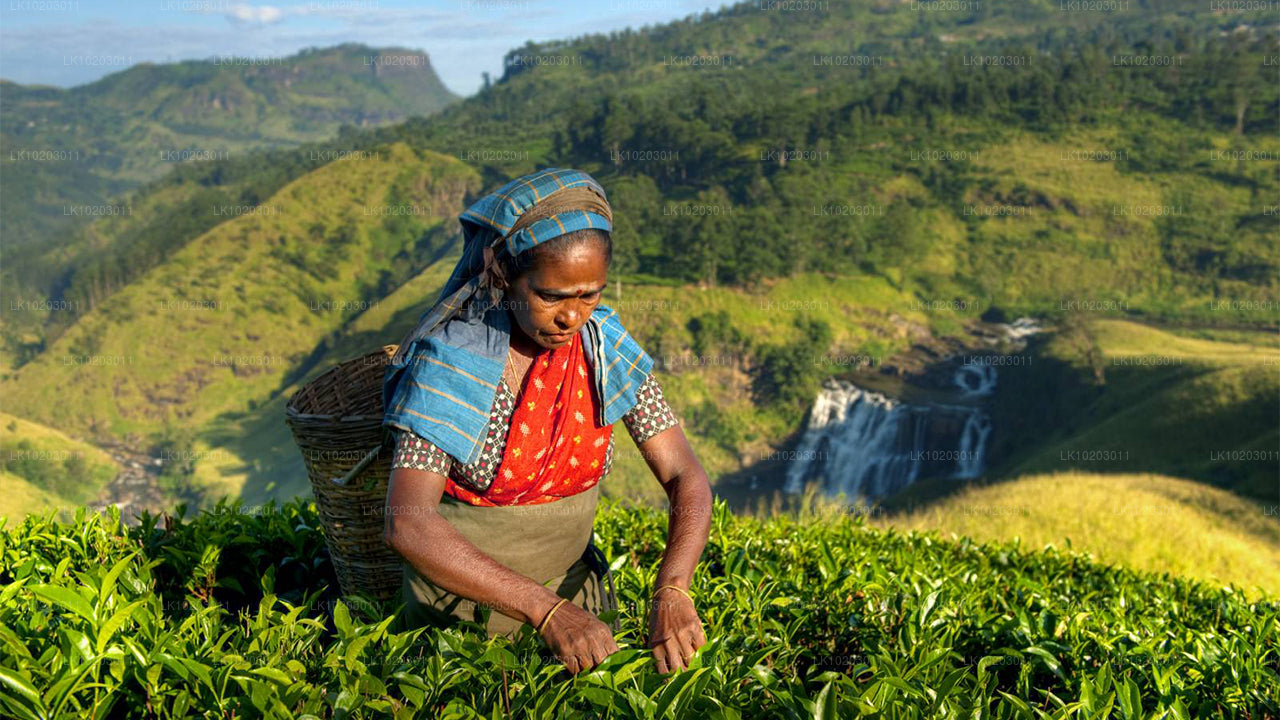 Nuwara Eliya z Kolombo (2 dni)