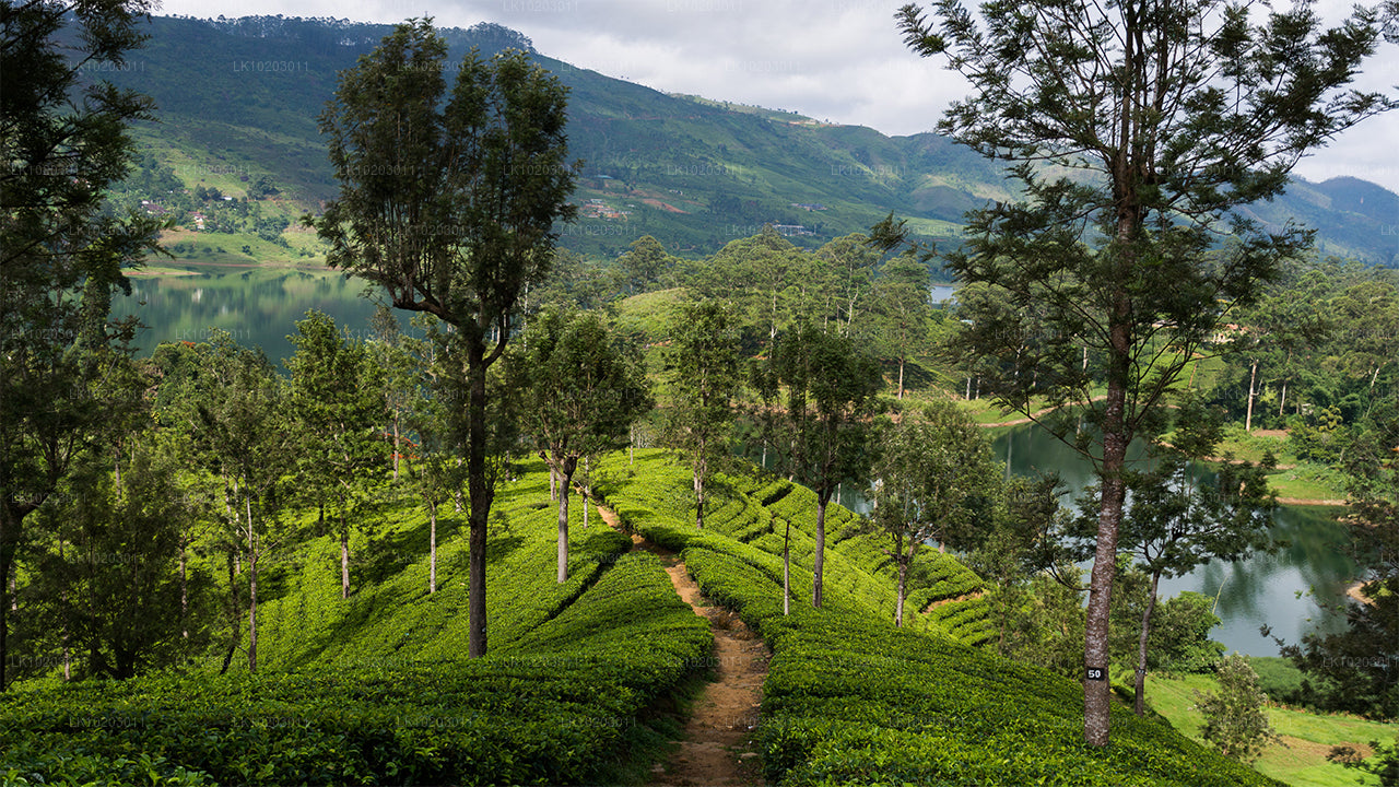 Nuwara Eliya z Kolombo (2 dni)