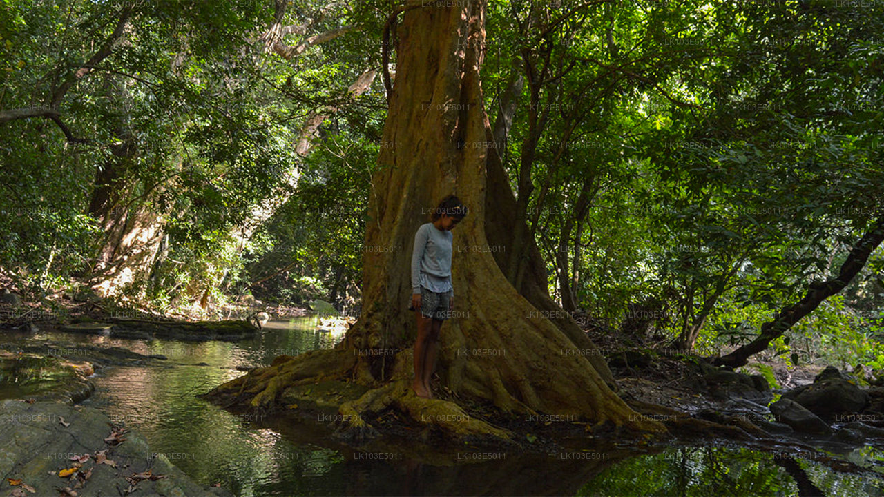 Ekologiczne wycieczki po Sri Lance (3 dni)