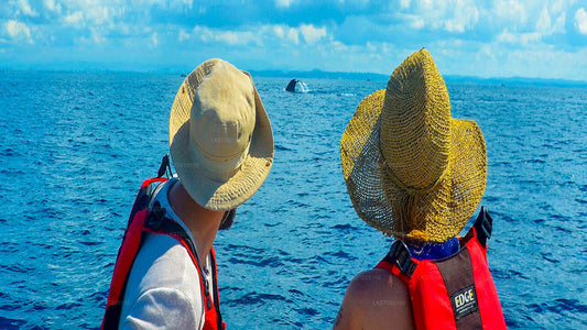 Wycieczka łodzią z obserwacją wielorybów z Ahungalla