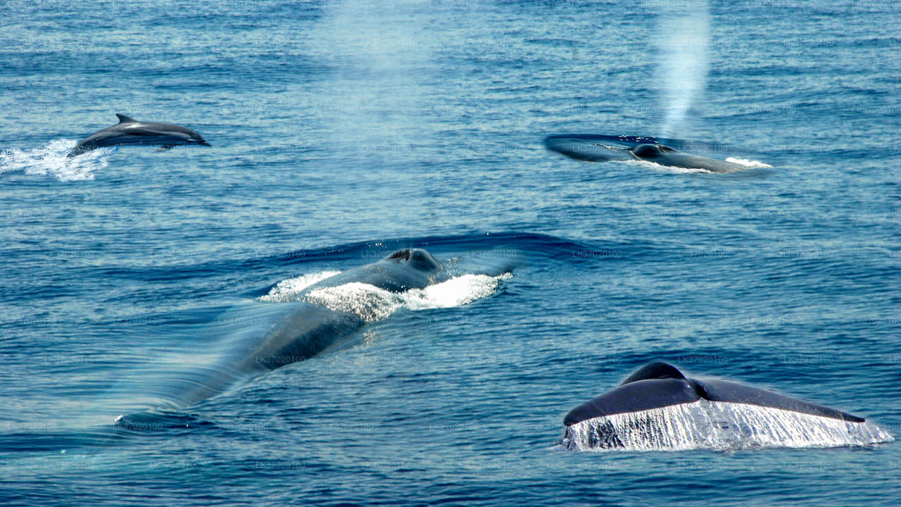 Wycieczka łodzią z obserwacją wielorybów z Ahungalla
