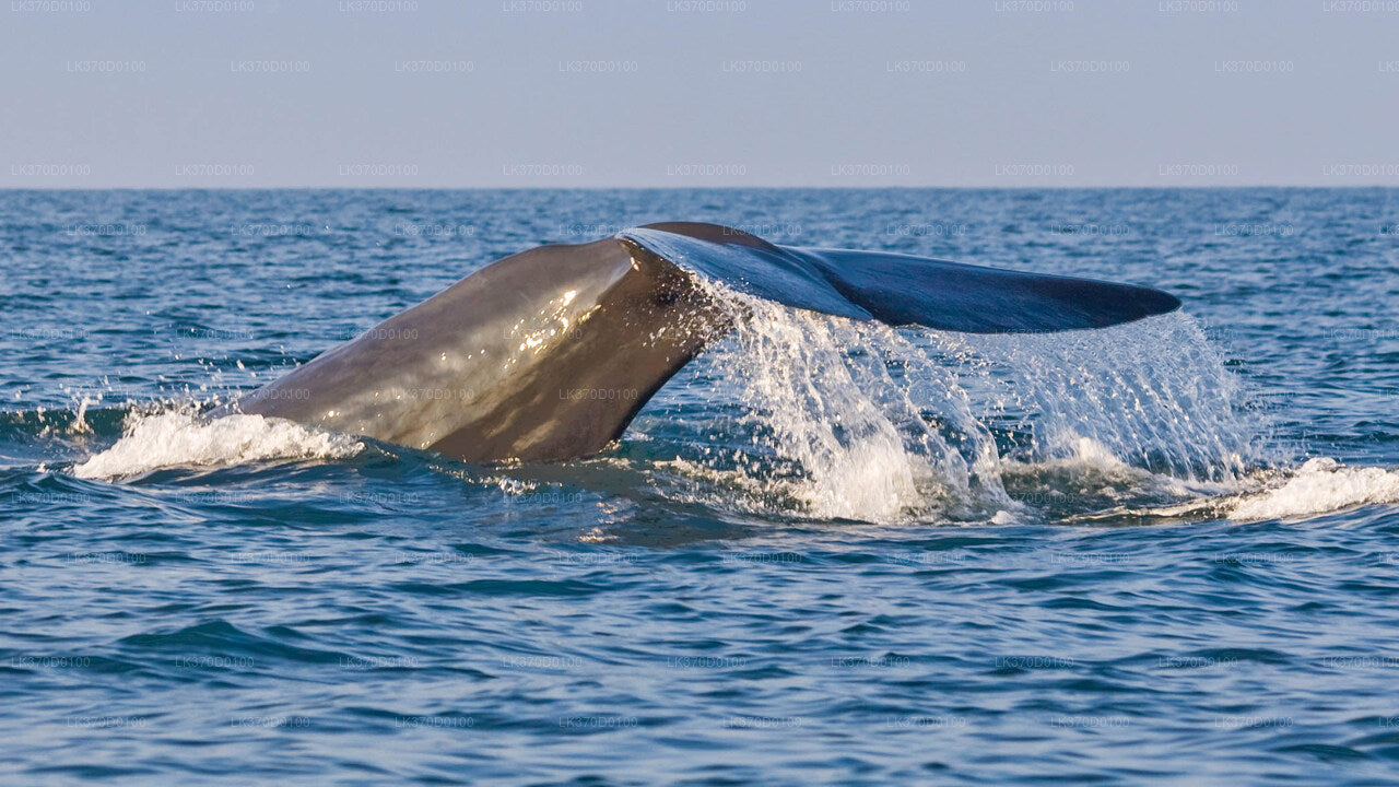 Oglądanie wielorybów Wspólna wycieczka łodzią z Bentoty