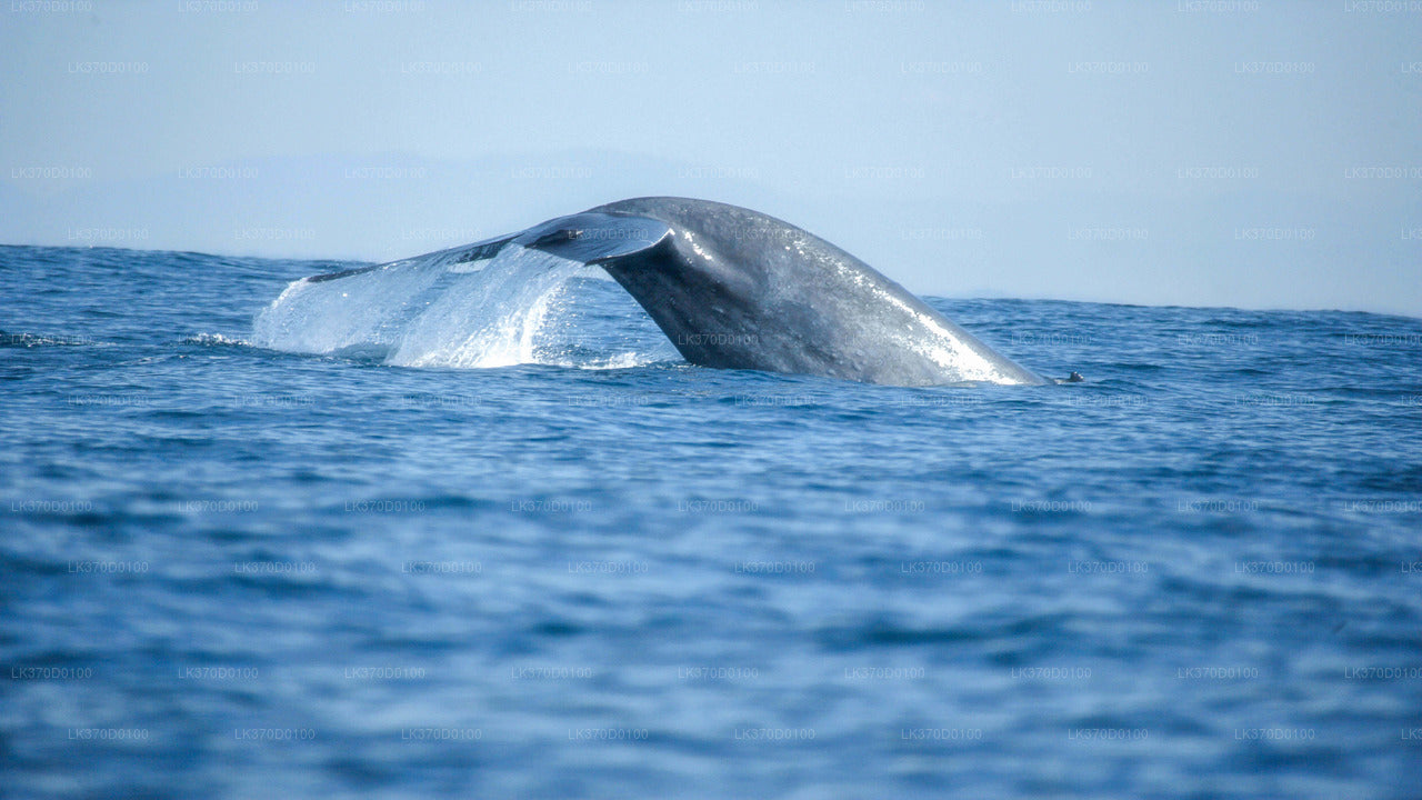 Oglądanie wielorybów Wspólna wycieczka łodzią z Bentoty